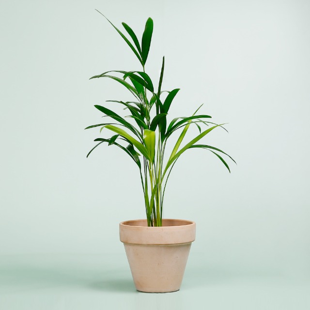 데팡스 아레카야자 실내공기정화식물 반려 집에서키우기쉬운 식물