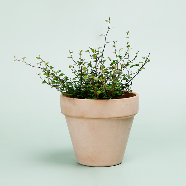데팡스 트리안 실내공기정화식물 반려 집에서키우기쉬운 식물