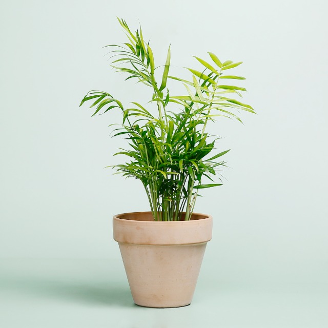 데팡스 테이블야자 실내공기정화식물 반려 집에서키우기쉬운 식물