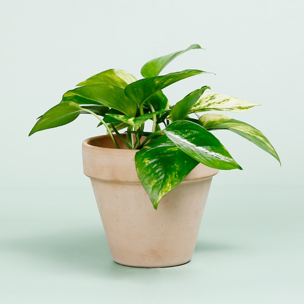 데팡스 스킨답서스 실내공기정화식물 반려 집에서키우기쉬운 식물