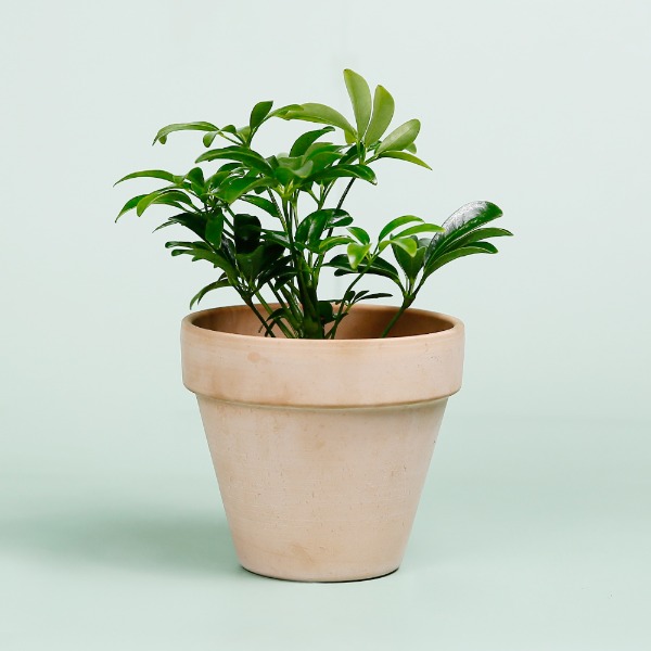 데팡스 홍콩야자 실내공기정화식물 반려 집에서키우기쉬운 식물