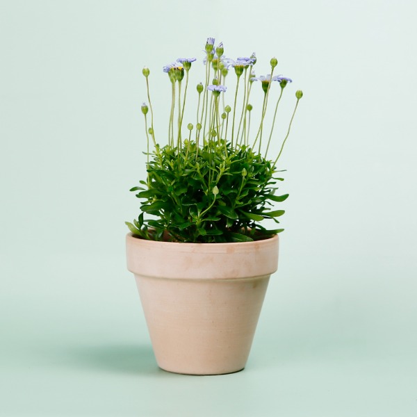 데팡스 페르시아 실내공기정화식물 반려 집에서키우기쉬운 식물