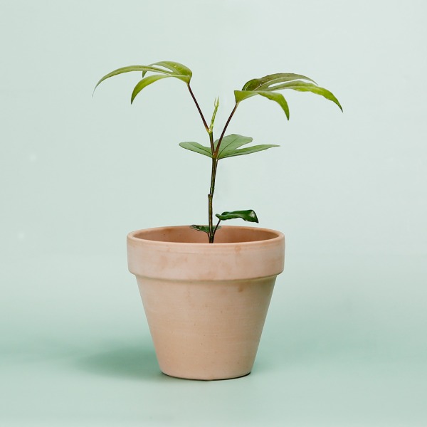 데팡스 황칠나무 실내공기정화식물 반려 집에서키우기쉬운 식물