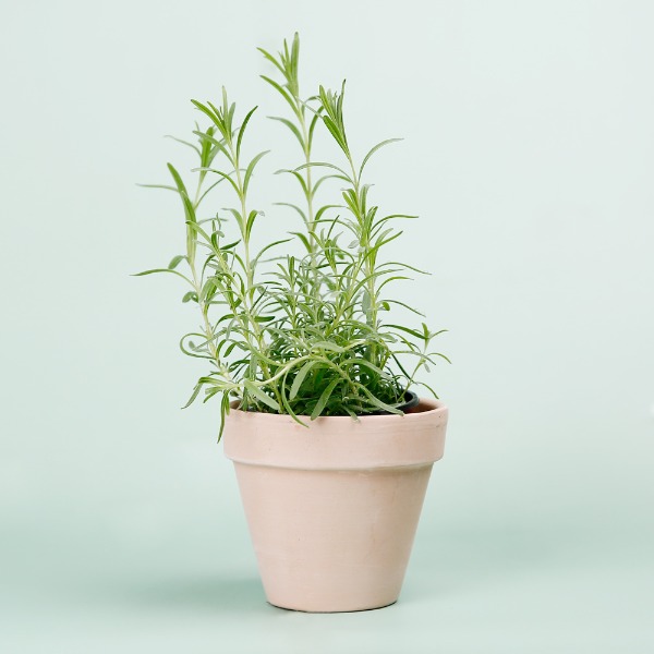 데팡스 라벤더 실내공기정화식물 반려 집에서키우기쉬운 식물