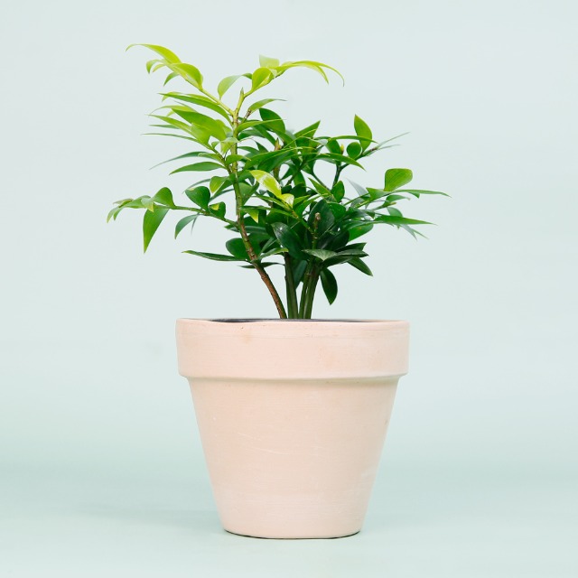 데팡스 죽백나무 실내공기정화식물 반려 집에서키우기쉬운 식물