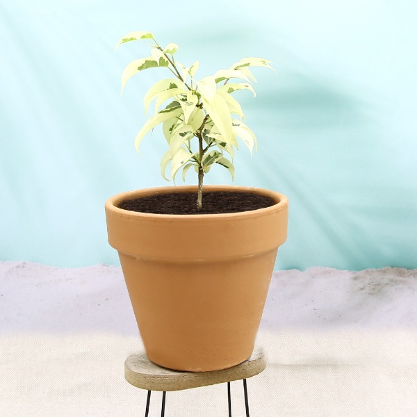 데팡스 칼라벤자민 고무나무 무늬벤자민 실내공기정화식물 집에서키우기쉬운 식물