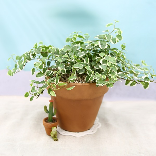데팡스 푸미라 실내공기정화식물 반려 집에서키우기쉬운 식물