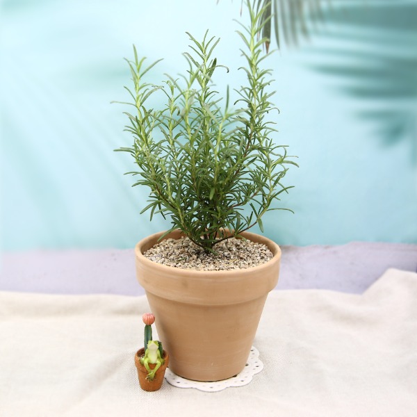 데팡스 로즈마리 실내공기정화식물 반려 집에서키우기쉬운 식물