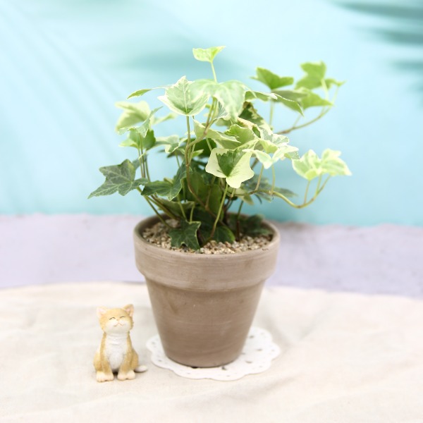 (랜덤발송)데팡스 일반 드림캣츠 에스터 칼라 아이비 실내공기정화식물 반려 집에서키우기쉬운 식물