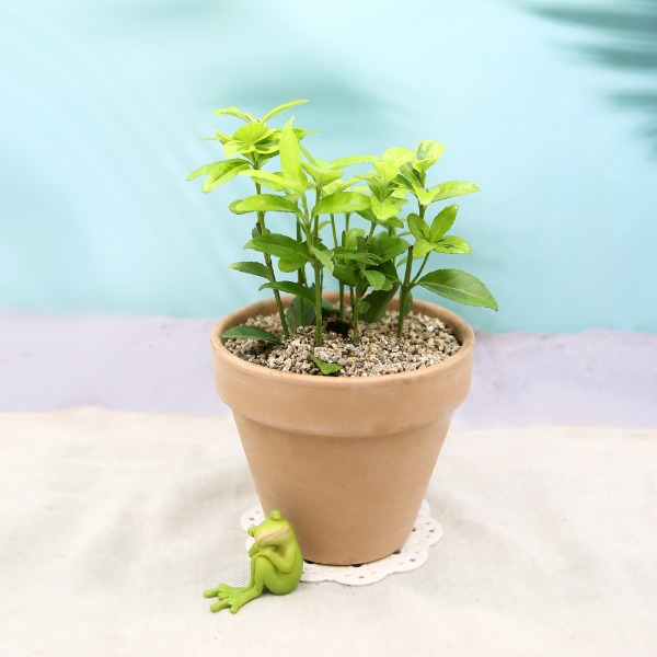 데팡스 금사철 실내공기정화식물 반려 집에서키우기쉬운 식물