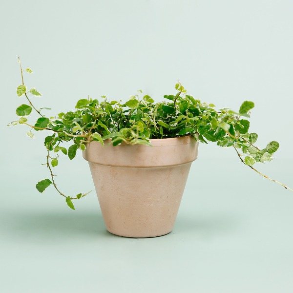 데팡스 푸미라 실내공기정화식물 반려 집에서키우기쉬운 식물