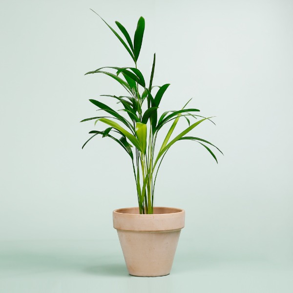 데팡스 아레카야자 실내공기정화식물 반려 집에서키우기쉬운 식물