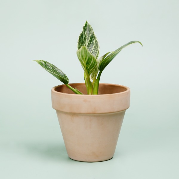 데팡스 버킨 실내공기정화식물 반려 집에서키우기쉬운 식물