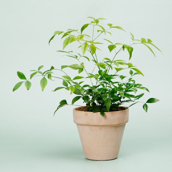 데팡스 남천 실내공기정화식물 반려 집에서키우기쉬운 식물